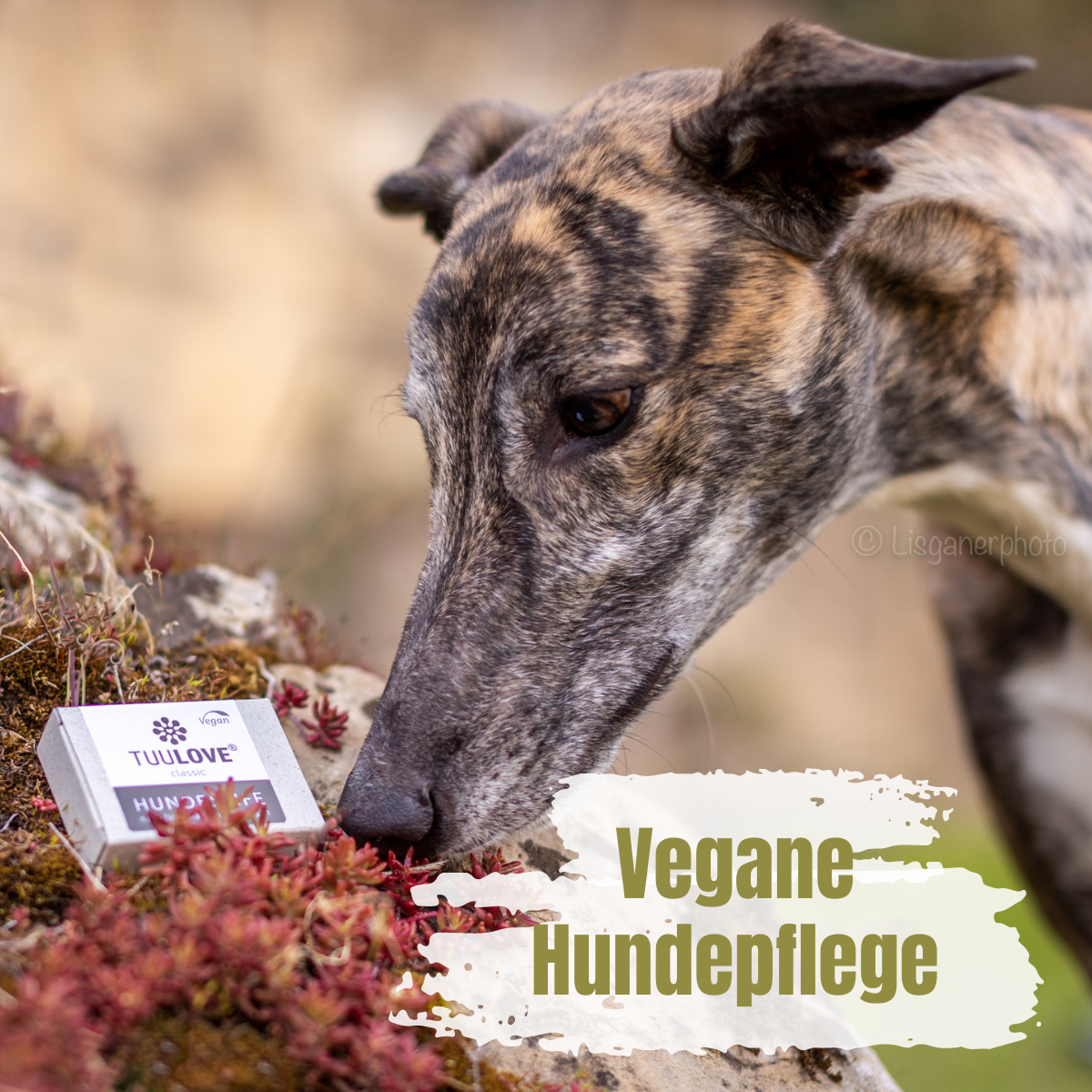 Read more about the article Vegane & natürliche Hundepflege mit Herz